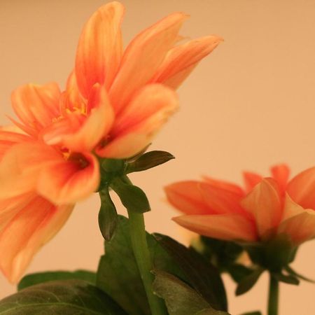 Palit Haus Mandarina 아파트 외부 사진