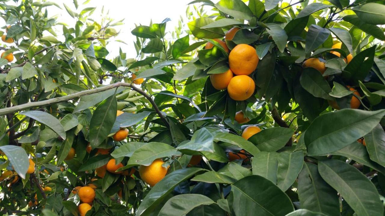 Palit Haus Mandarina 아파트 외부 사진