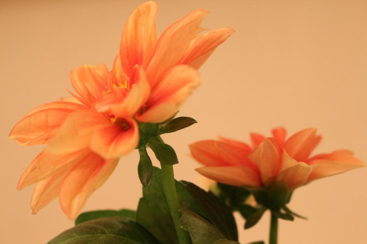 Palit Haus Mandarina 아파트 외부 사진